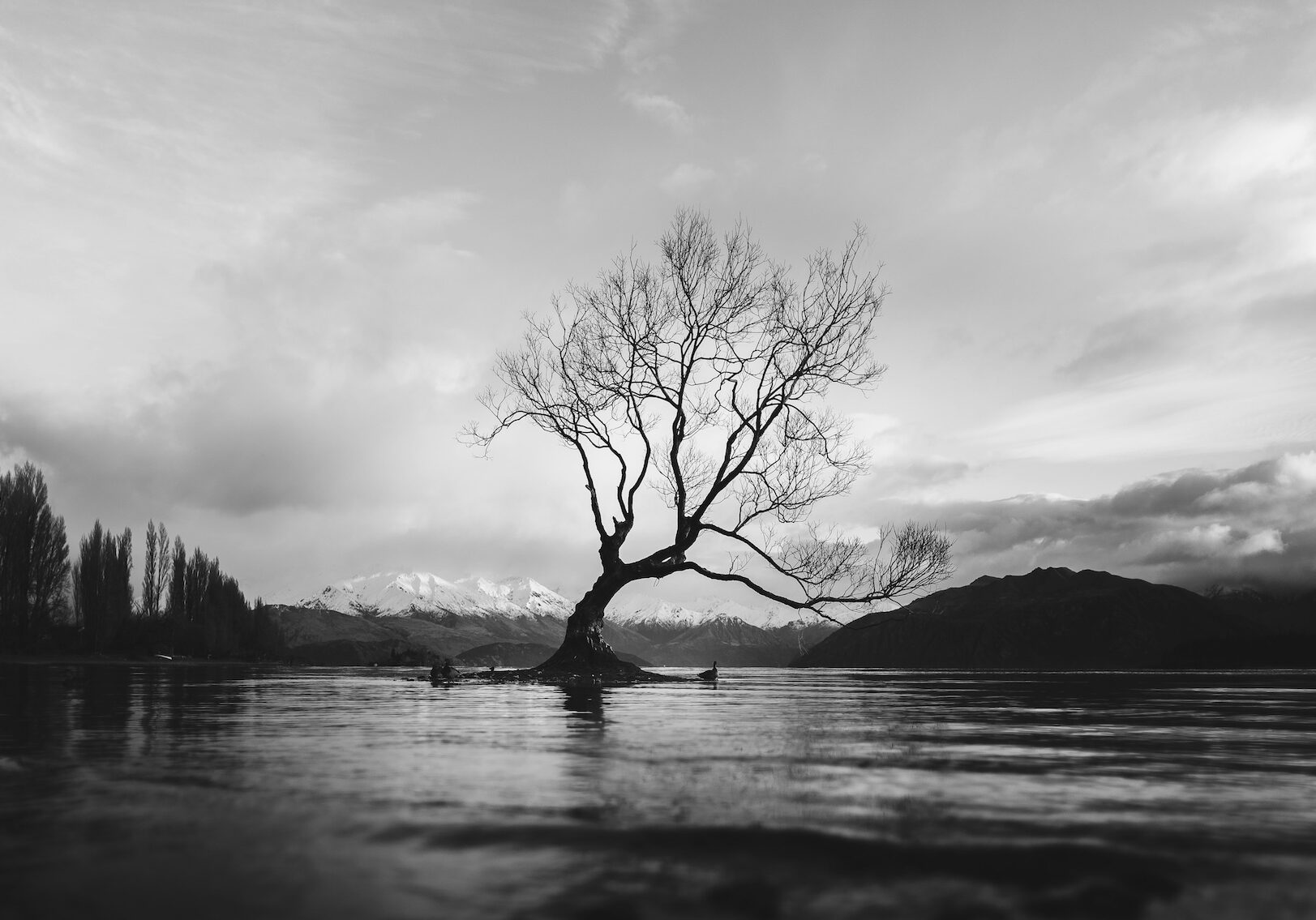 Black and White Lightroom Presets